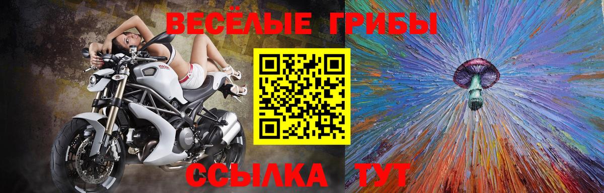 Галлюциногенные грибы Psilocybe Карабулак